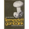 Termesztett gombáink